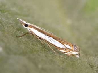 Crambus pascuella L. adulte - �Philippe Mothiron