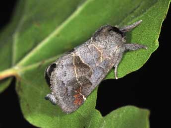 Clostera pigra Hfn. adulte - �Philippe Mothiron