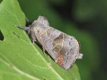 Clostera pigra Hfn. adulte - �Philippe Mothiron