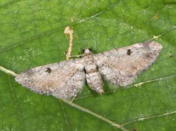 Eupithecia pimpinellata Hb. adulte - �Philippe Mothiron