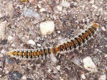  Chenille de Thaumetopoea pityocampa D. & S. - �Philippe Mothiron