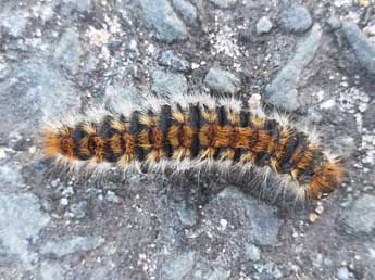  Chenille de Thaumetopoea pityocampa D. & S. - �Philippe Mothiron