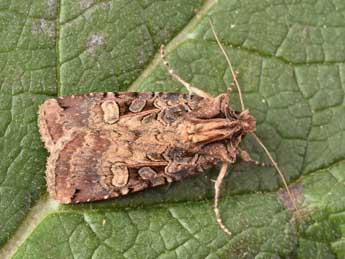 Opigena polygona D. & S. adulte - �Philippe Mothiron