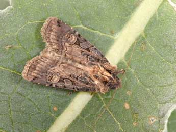 Opigena polygona D. & S. adulte - �Philippe Mothiron