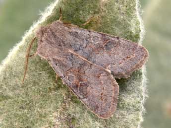 Orthosia populeti F. adulte - �Philippe Mothiron