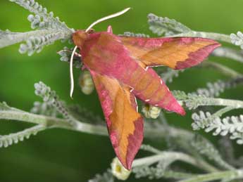 Deilephila porcellus L. adulte - �Philippe Mothiron