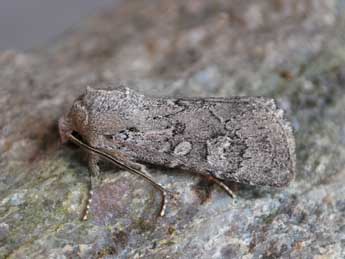 Pseudluperina pozzii Curo adulte - �Noam Robin