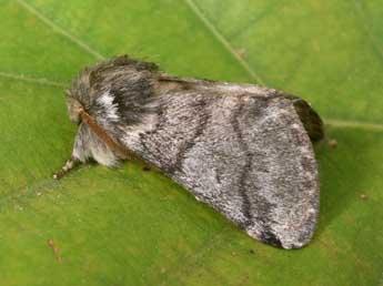 Thaumetopoea processionea L. adulte - �Philippe Mothiron