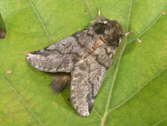 Thaumetopoea processionea L. adulte - �Philippe Mothiron