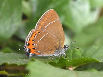 Satyrium pruni L. adulte - �Philippe Mothiron