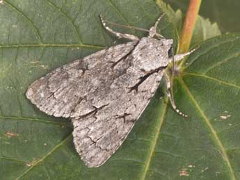 Acronicta psi L. adulte - �Philippe Mothiron
