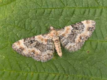 Eupithecia pulchellata Stph. adulte - �Philippe Mothiron