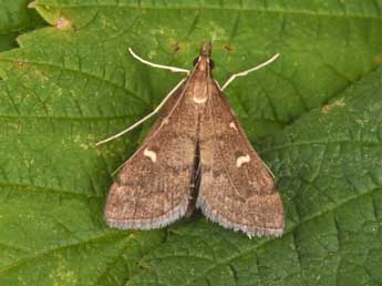 Dolicharthria punctalis D. & S. adulte - �Philippe Mothiron