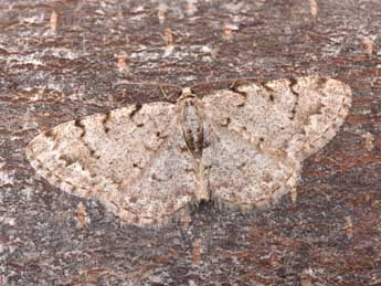 Aethalura punctulata D. & S. adulte - �Philippe Mothiron