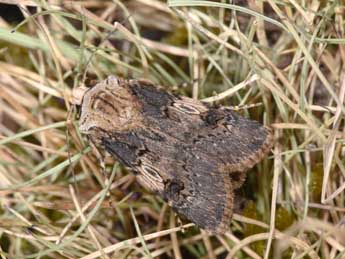 Agrotis puta Hb. adulte - �Philippe Mothiron