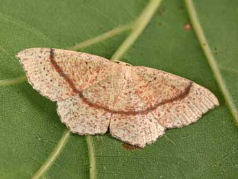 Cyclophora quercimontaria Bastbg adulte - �Philippe Mothiron