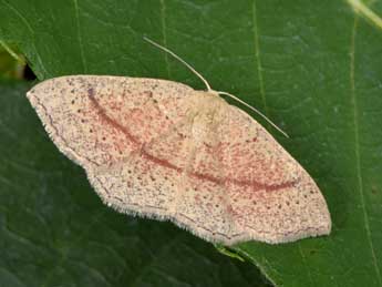 Cyclophora quercimontaria Bastbg adulte - �Philippe Mothiron