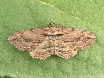 Horisme radicaria Lah. adulte - �Philippe Mothiron