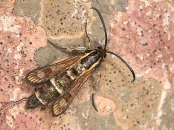 Chamaesphecia ramburi Stgr adulte - �Rudolf Bryner