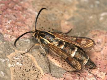 Chamaesphecia ramburi Stgr adulte - �Rudolf Bryner