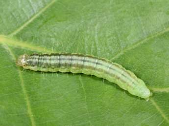 Chenille de Acrobasis repandana F. - �Philippe Mothiron