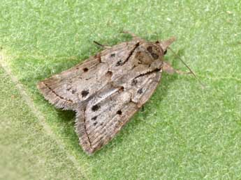 Nycteola revayana Scop. adulte - �Philippe Mothiron