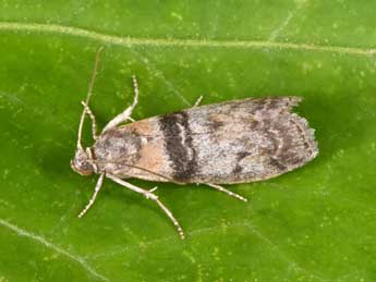 Sciota rhenella Zck. adulte - �Philippe Mothiron