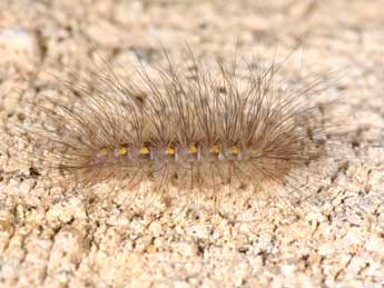  Chenille de Paidia rica Frr - �Philippe Mothiron