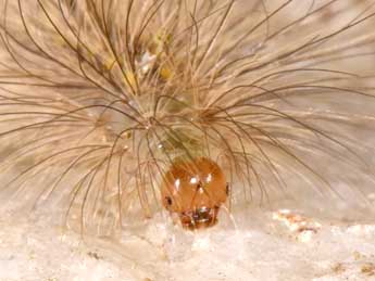  Chenille de Paidia rica Frr - �Philippe Mothiron