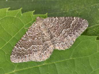 Cataclysme riguata Hb. adulte - �Philippe Mothiron