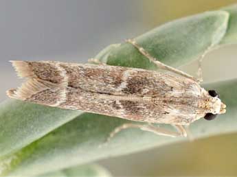 Ancylosis roscidella Ev. adulte - �Friedmar Graf