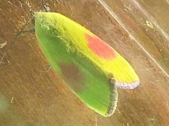 Earias roseifera Butler adulte - �St�phane Martinez