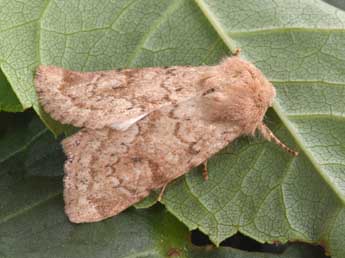 Luperina rubella Dup. adulte - �Philippe Mothiron