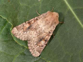 Luperina rubella Dup. adulte - �Philippe Mothiron