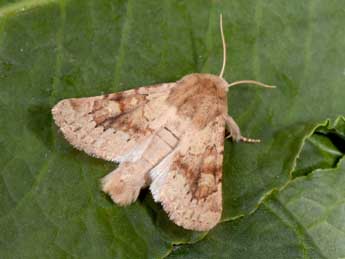 Luperina rubella Dup. adulte - �Philippe Mothiron