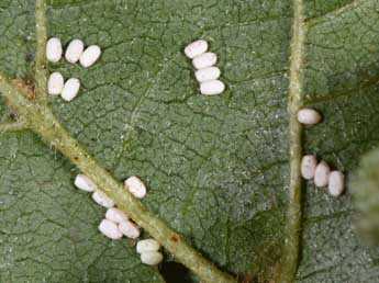  Oeuf de Plemyria rubiginata D. & S. - �Philippe Mothiron