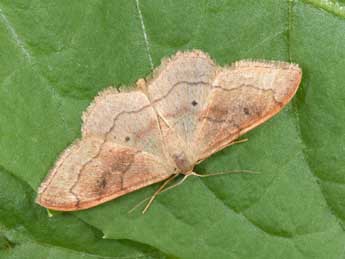 Idaea rubraria Stgr adulte - �Philippe Mothiron
