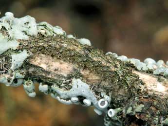  Chenille de Apaidia rufeola Rbr - �Serge Wambeke