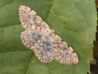 Scopula rufomixtaria Grasl. adulte - �Philippe Mothiron