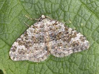 Coenotephria salicata D. & S. adulte - �Philippe Mothiron