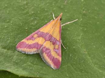 Pyrausta sanguinalis L. adulte - �Philippe Mothiron