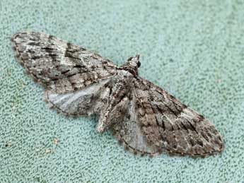 Eupithecia sardoa Dietze adulte - �Daniel Morel