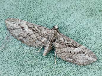Eupithecia sardoa Dietze adulte - �Daniel Morel