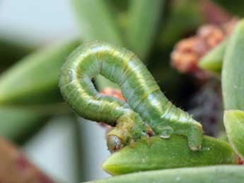  Chenille de Eupithecia sardoa Dietze - �Daniel Morel