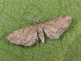 Eupithecia satyrata Hb. adulte - �Philippe Mothiron