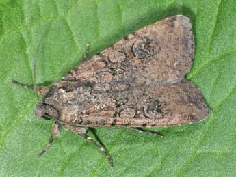 Peridroma saucia Hb. adulte - �Philippe Mothiron