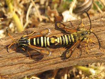 Bembecia scopigera Scop. adulte - �Ruben Meert