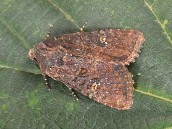 Mesapamea secalella Remm adulte - �Philippe Mothiron