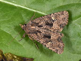 Mesapamea secalis L. adulte - �Philippe Mothiron