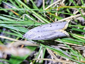 Cremnophila sedakovella Ev. adulte - �Thomas Lux